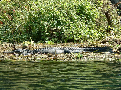 Silver River Alligator