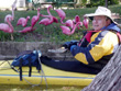 Dora Canal Flamingos attack Hank