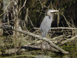 Dora Canal Great Blue Heron