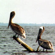 E.G. Simmons Park;Wildlife;Brown Pelican