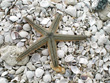 Honeymoon Island Starfish