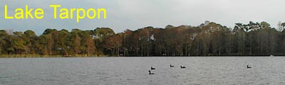 Lake Tarpon Banner