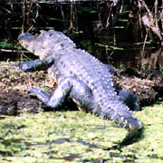 Myakka River;Alligators.