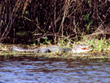 Myakka River Alligator