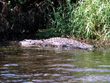 Myakka River Alligator