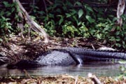 Silver River;Alligator.
